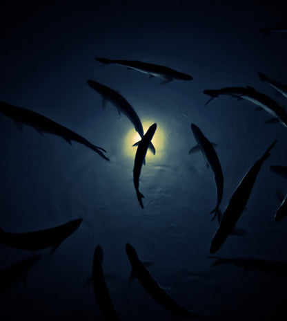 THIS IS FLY MAGAZINE ISSUE 31