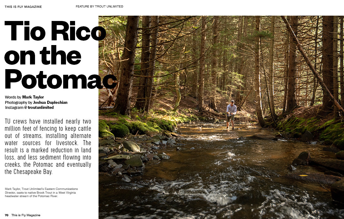 THIS IS FLY MAGAZINE ISSUE 73